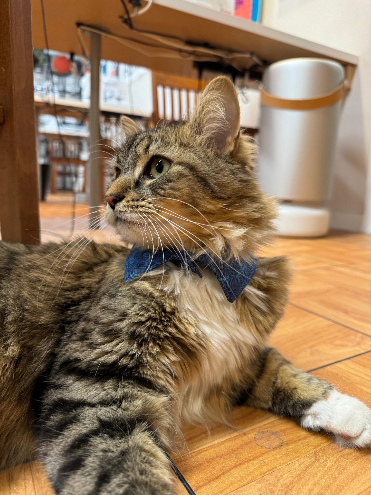 gather here classes-Collar Clinic-class-gather here online