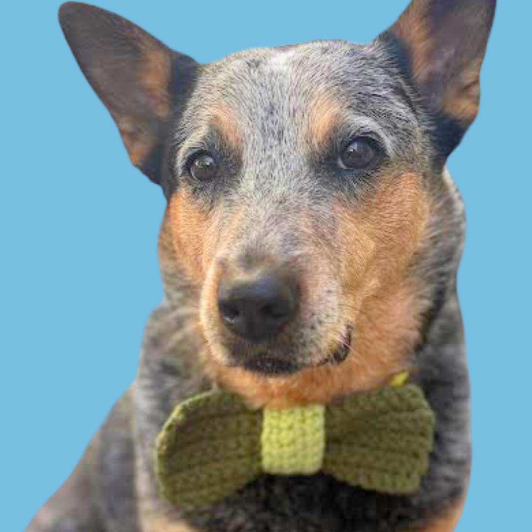 Citizens Crochet-Dapper Dog Bowtie - Beginner Crochet Kit-knitting / crochet kit-gather here online