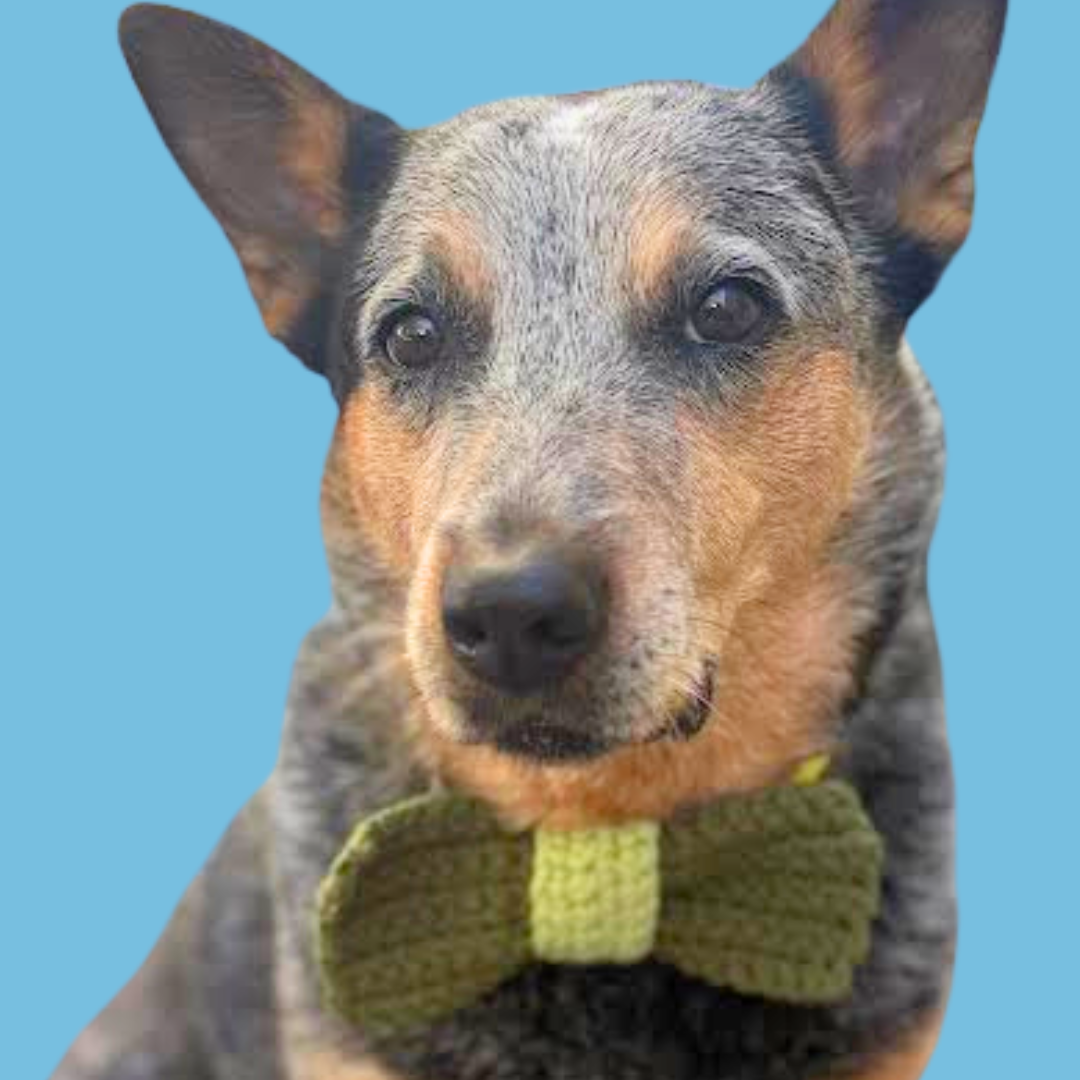 Dapper Dog Bowtie - Beginner Crochet Kit