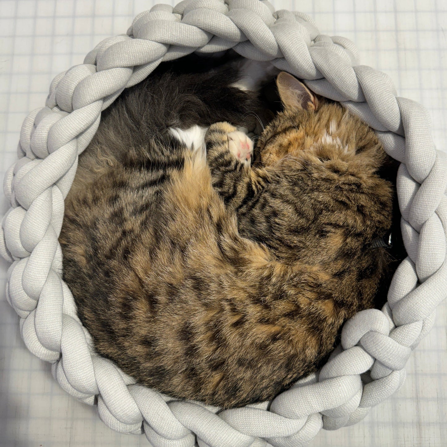 Theodore the shop cat & su-purr-visor curled up in cat basket made of Yooge