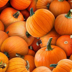 EE Schenck - Harvest Time, Pumpkins - - gatherhereonline.com